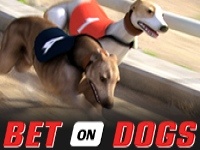 Bet on Dogs