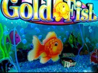 Gold Fish