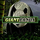 Untamed Giant Panda