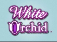 White Orchid