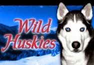 Wild Huskies