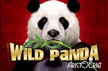 Wild Panda